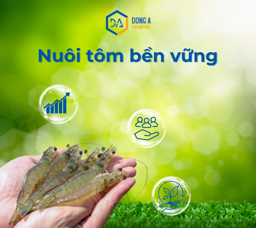  Nuôi tôm bền vững: Hướng đi cho tương lai ngành thủy sản Việt Nam